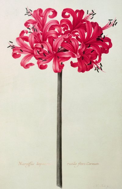 Amaryllis Sarniensis, of Narcissus door Nicolas Robert